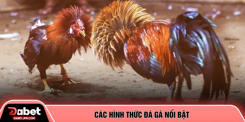 Các hình thức đá gà nổi bật