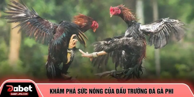 Khám phá sức nóng của đấu trường đá gà phi 