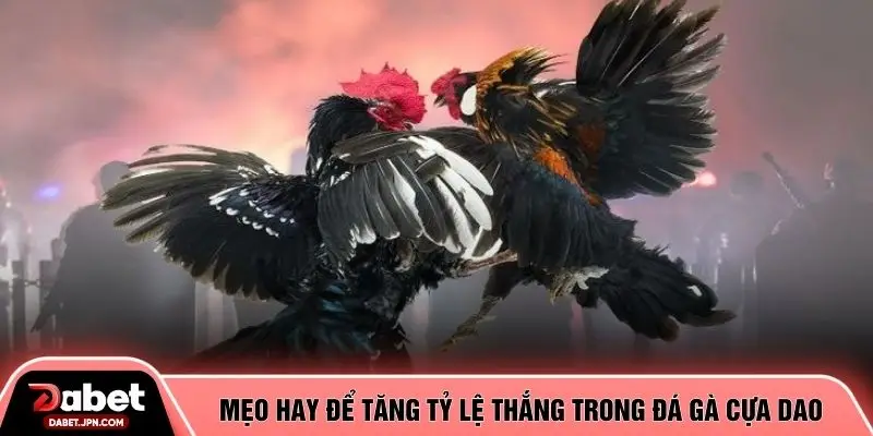 Mẹo hay để tăng tỷ lệ thắng trong đá gà cựa dao 