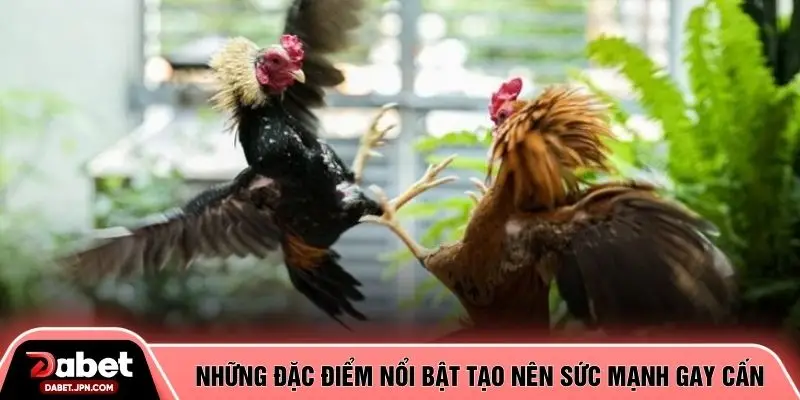 Những đặc điểm nổi bật tạo nên sức mạnh gay cấn