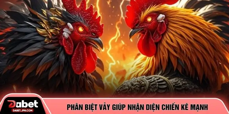 Phân biệt vảy giúp nhận diện chiến kê mạnh