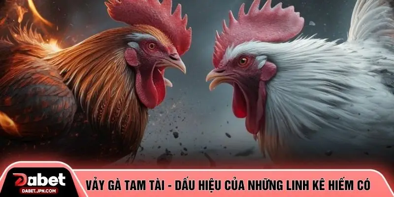 Vảy gà tam tài - dấu hiệu của những linh kê hiếm có